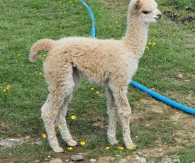 Dartmoor Reach Alpaca Farm Glamping